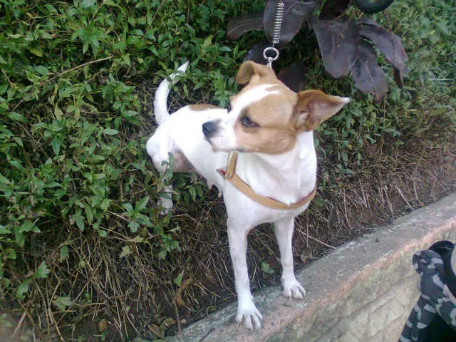 Cachorro ra a SRD idade 2 anos nome SAMANTA