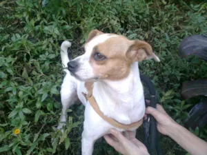 Cachorro raça SRD idade 2 anos nome SAMANTA