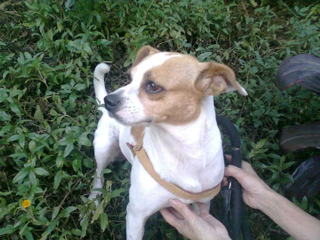 Cachorro ra a SRD idade 2 anos nome SAMANTA