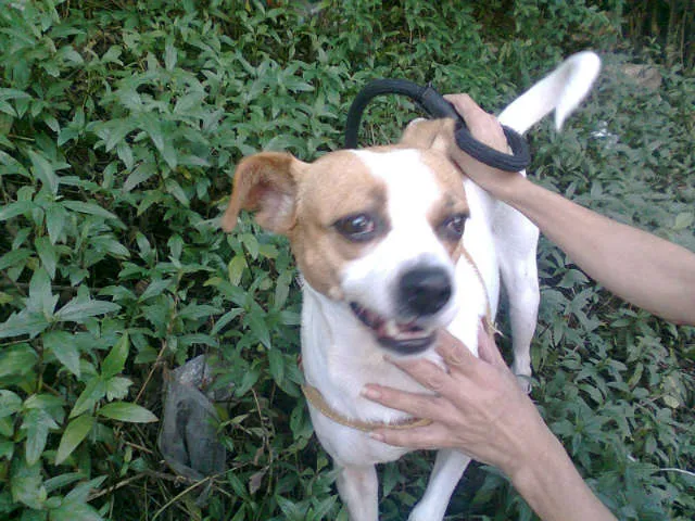 Cachorro ra a SRD idade 2 anos nome SAMANTA