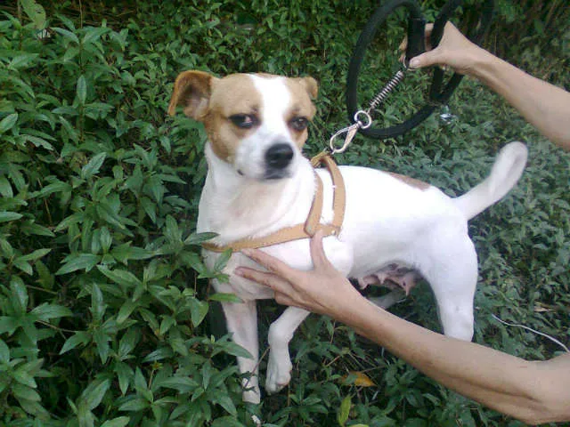 Cachorro ra a SRD idade 2 anos nome SAMANTA