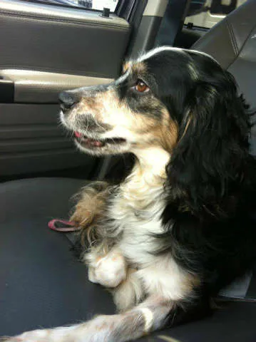 Cachorro ra a Cocker idade 3 anos nome DUQUESA