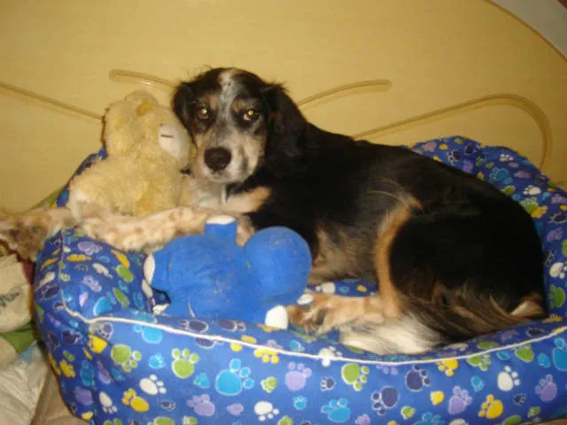 Cachorro ra a Cocker idade 3 anos nome DUQUESA