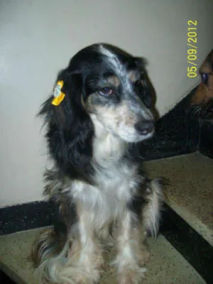 Cachorro raça Cocker idade 3 anos nome DUQUESA