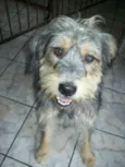 Toby
