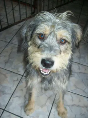 Cachorro raça SRD idade 3 anos nome Toby