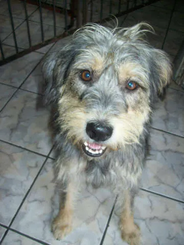 Cachorro ra a SRD idade 3 anos nome Toby