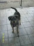 Toby