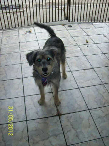 Cachorro ra a SRD idade 3 anos nome Toby