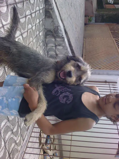 Cachorro ra a SRD idade 3 anos nome Toby