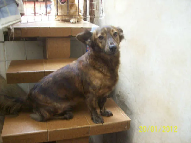 Cachorro ra a SRD idade 2 anos nome Cindy Lauper
