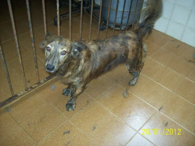Cachorro ra a SRD idade 2 anos nome Cindy Lauper