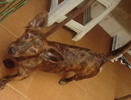Cachorro ra a SRD idade 2 anos nome Cindy Lauper