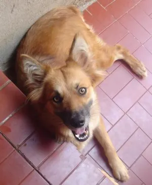 Cachorro raça SRD idade 3 anos nome SOL