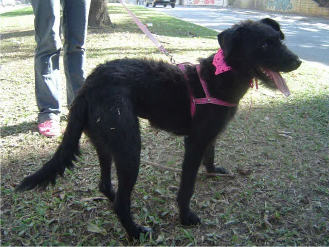 Cachorro ra a SRD idade 2 anos nome Laura