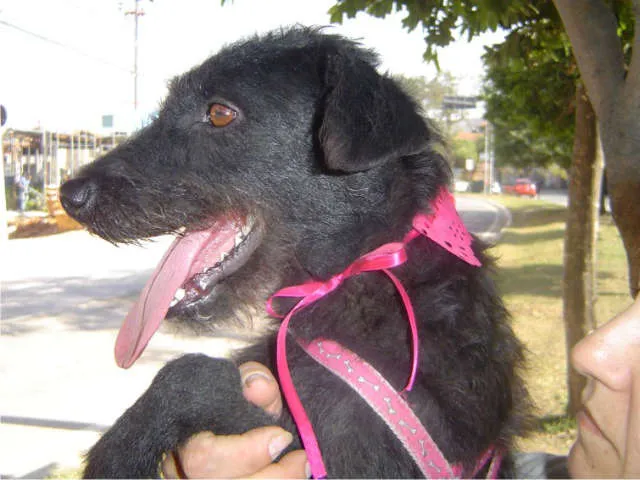 Cachorro ra a SRD idade 2 anos nome Laura