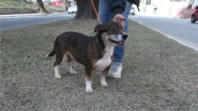 Cachorro ra a srd idade 6 ou mais anos nome pitoco