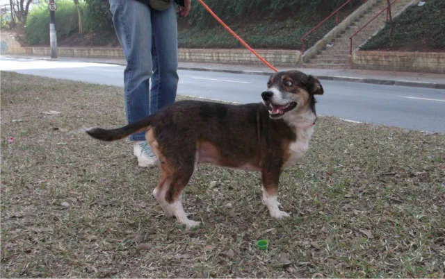 Cachorro ra a srd idade 6 ou mais anos nome pitoco