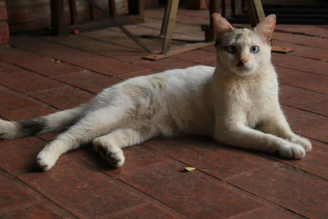 Gato ra a VIRA-LATA idade 2 anos nome DINÁ