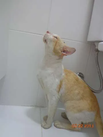 Gato ra a SRD idade 2 anos nome Denis