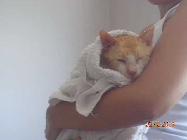 Gato ra a SRD idade 2 anos nome Denis