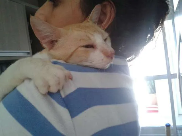 Gato ra a SRD idade 2 anos nome Denis