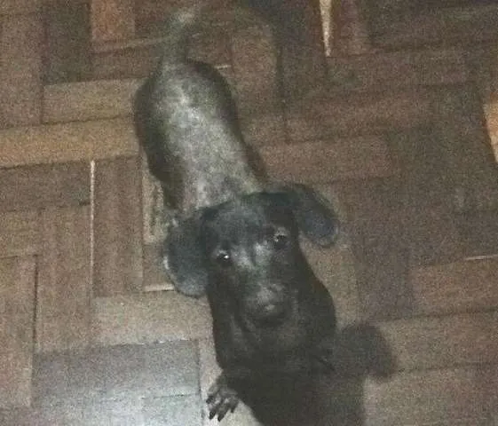 Cachorro raça SRD idade 7 a 11 meses nome Sara