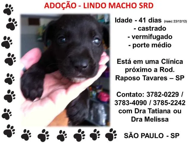 Cachorro ra a SRD idade Abaixo de 2 meses nome FILHOTE MACHO