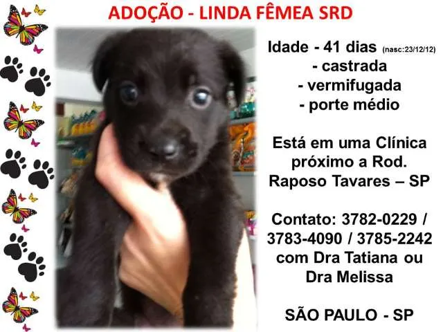 Cachorro ra a SRD idade Abaixo de 2 meses nome FÊMEA FILHOTE