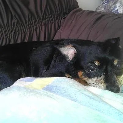 Cachorro ra a Pinscher idade 6 ou mais anos nome Tina