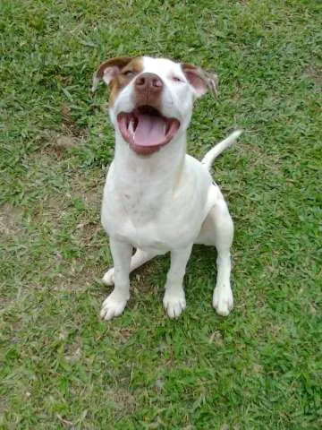 Cachorro ra a Pit-Bull idade 1 ano nome Kiss