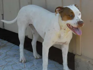Cachorro raça Pit-Bull idade 1 ano nome Kiss