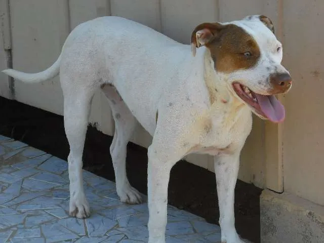 Cachorro ra a Pit-Bull idade 1 ano nome Kiss