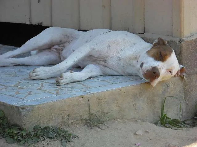 Cachorro ra a Pit-Bull idade 1 ano nome Kiss
