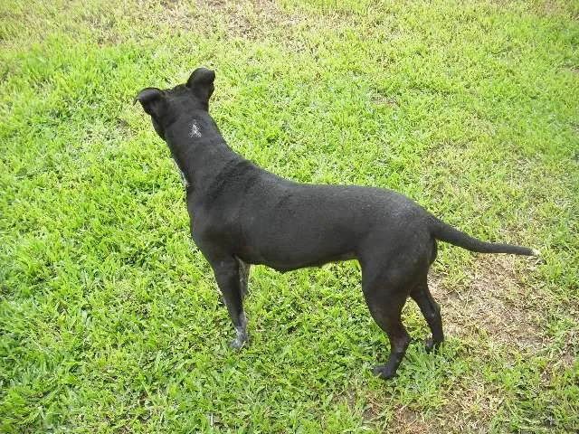 Cachorro ra a Pit-Bull idade 1 ano nome Pantera