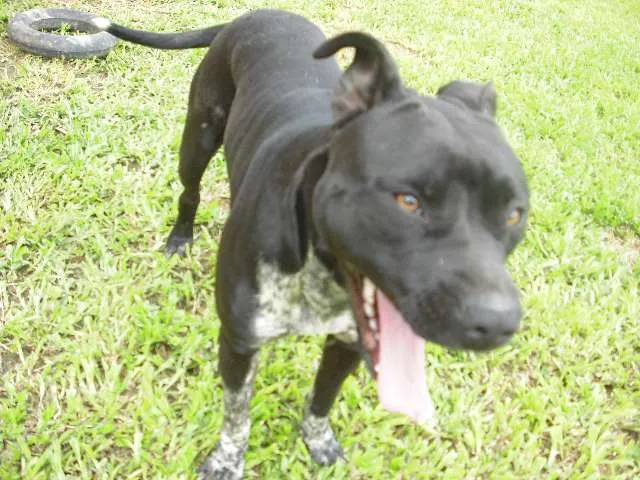 Cachorro ra a Pit-Bull idade 1 ano nome Pantera