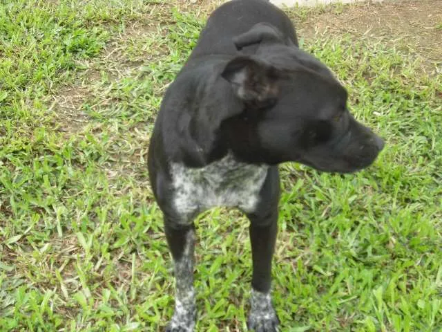 Cachorro ra a Pit-Bull idade 1 ano nome Pantera