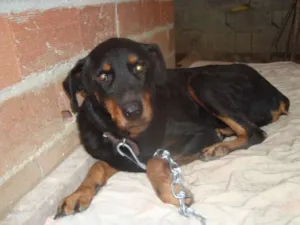 Cachorro raça rotwailer idade 2 anos nome Judite