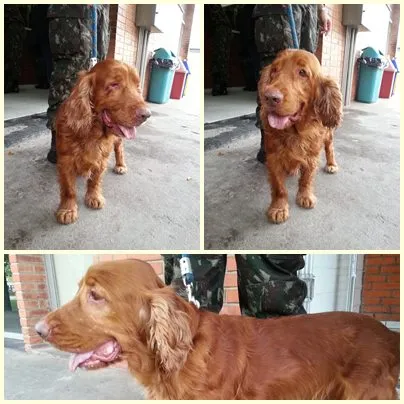 Cachorro ra a Cocker idade 4 anos nome Cocker