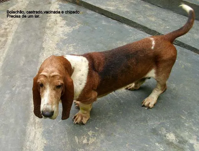 Cachorro ra a Basset- hund idade 6 ou mais anos nome Bolachão