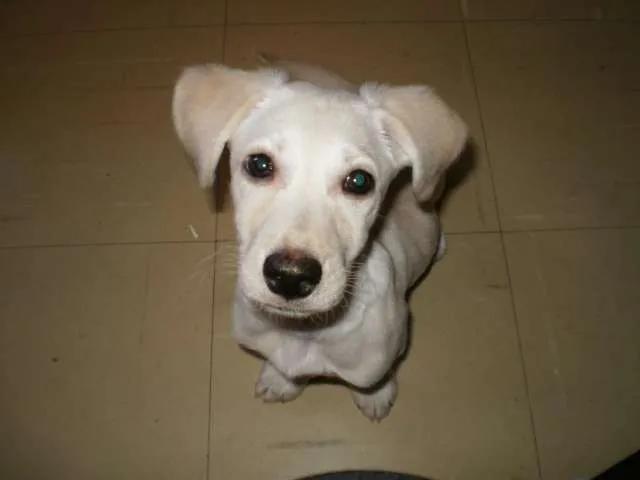 Cachorro ra a SRD idade 7 a 11 meses nome Nana