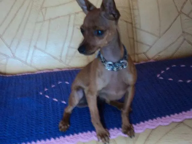 Cachorro ra a Pinsher idade 2 anos nome Nany