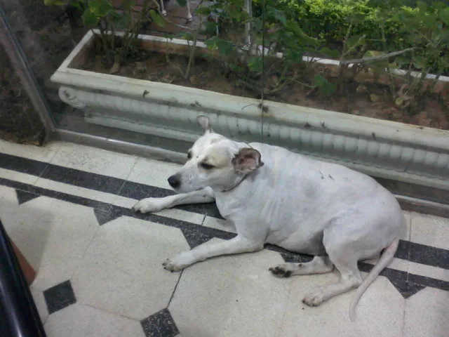 Cachorro ra a VIRA-LATA idade 6 ou mais anos nome MADONA