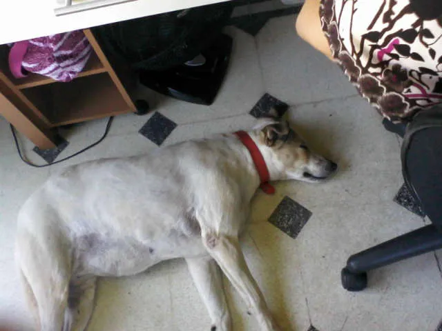 Cachorro ra a VIRA-LATA idade 6 ou mais anos nome MADONA