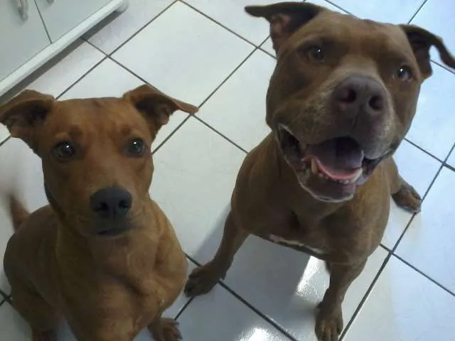 Cachorro ra a Pit-Bull idade 5 anos nome OZZY E KIMA GRATIFICA