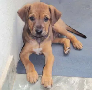 Cachorro raça SRD idade  nome Filhotinha