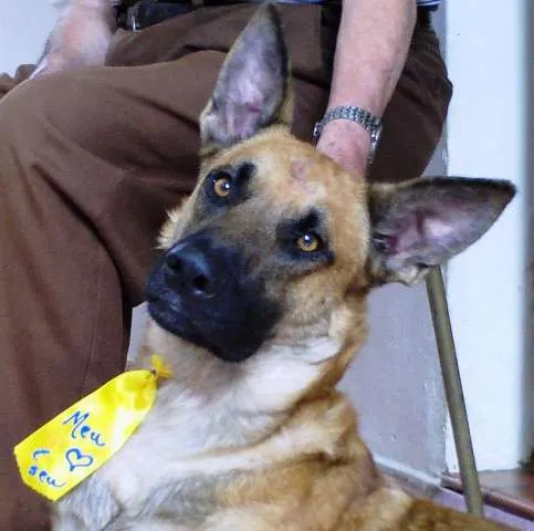 Cachorro ra a Pastor Belga Malinois idade 2 anos nome Giraia