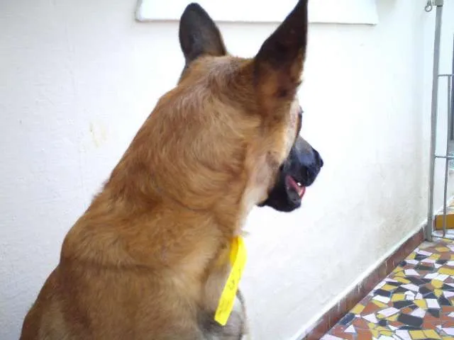 Cachorro ra a Pastor Belga Malinois idade 2 anos nome Giraia