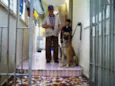 Giraia