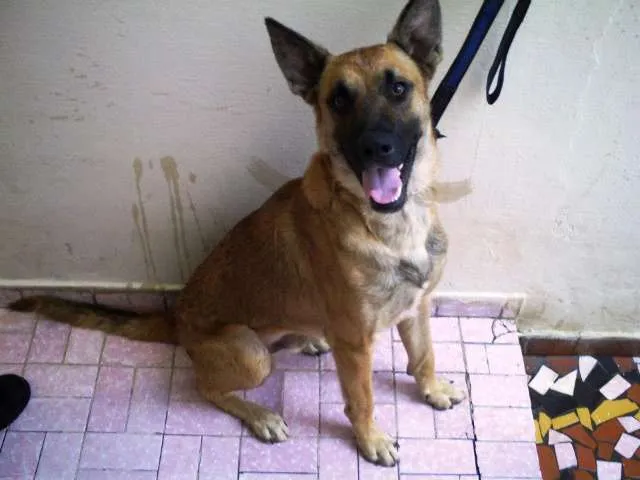 Cachorro ra a Pastor Belga Malinois idade 2 anos nome Giraia